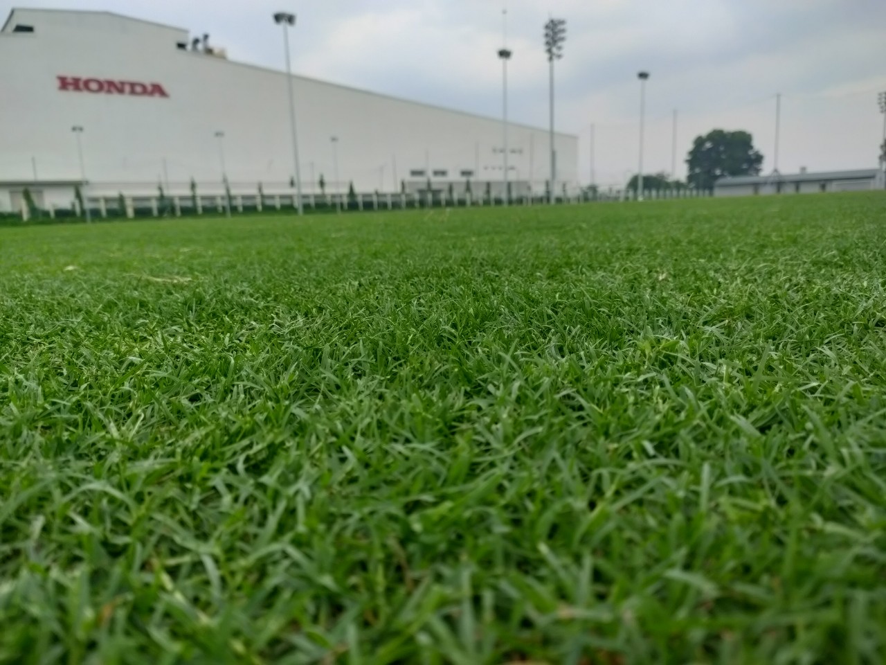 cỏ tự nhiên cho sân bóng đá